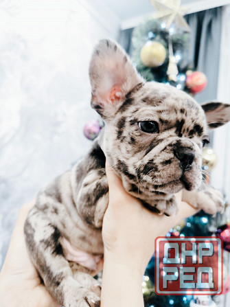 Французский бульдог вязка Донецк - изображение 4