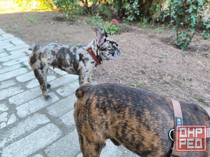 Французский бульдог вязка Донецк - изображение 3