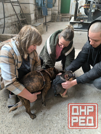 Французский бульдог вязка Донецк - изображение 6