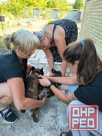 Французский бульдог вязка Донецк - изображение 5