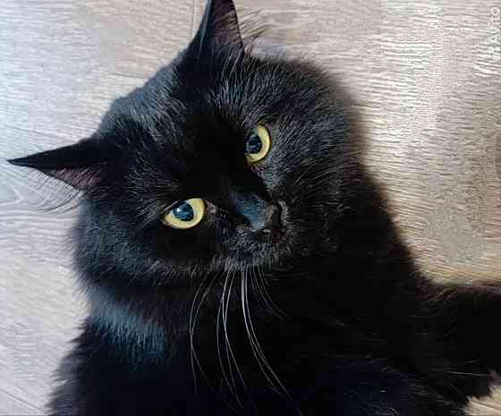 Котик Макеевка