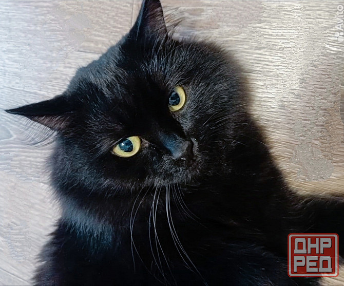 Котик Макеевка - изображение 1