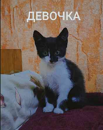 Очаровательные котята ищут добрые руки! Донецк