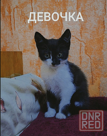 Очаровательные котята ищут добрые руки! Донецк - изображение 4