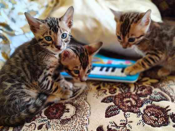 Продам бенгальских котят Донецк