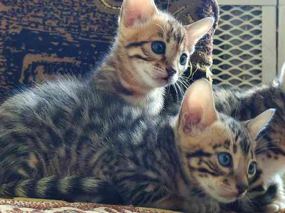 Продам бенгальских котят Донецк
