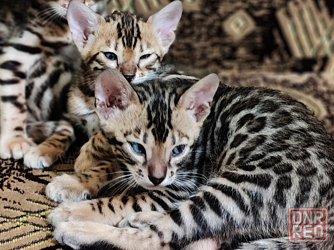 Продам бенгальских котят Донецк - изображение 4