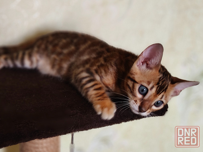 Продам бенгальских котят Донецк - изображение 1