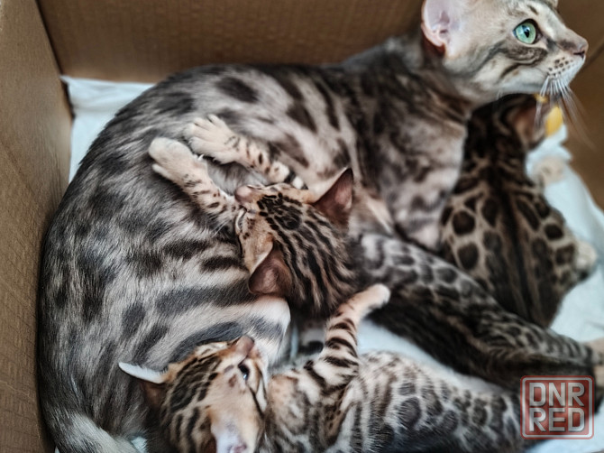 Продам бенгальских котят Донецк - изображение 7