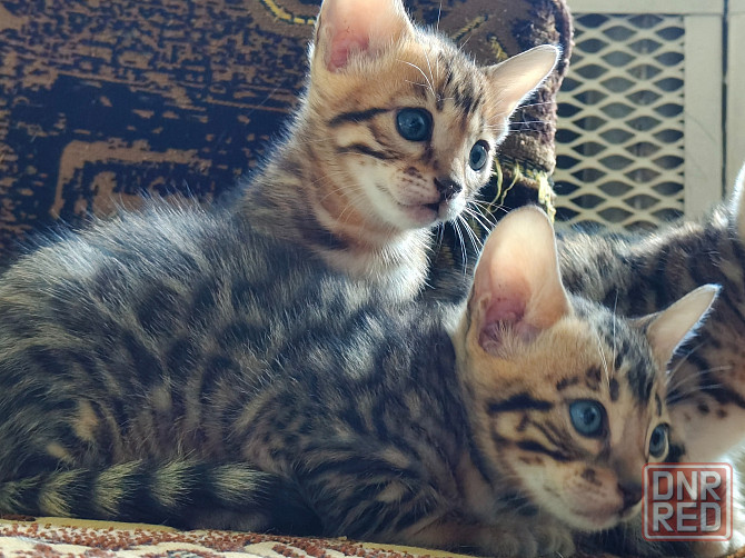 Продам бенгальских котят Донецк - изображение 6
