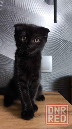 Продам шотландского котика Макеевка - изображение 5