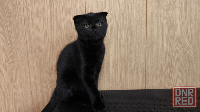 Продам шотландского котика Макеевка - изображение 1