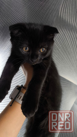 Продам шотландского котика Макеевка - изображение 4