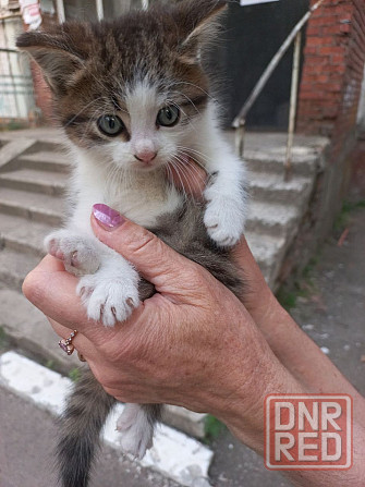 Котёнок в добрые руки Донецк - изображение 2