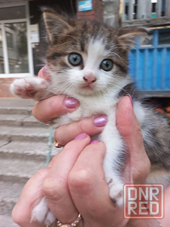 Котёнок в добрые руки Донецк - изображение 1