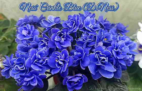 Фиалка полумини Ness' Crinkle Blue (D.Ness) Донецк