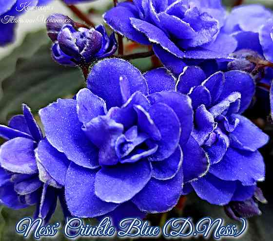 Фиалка полумини Ness' Crinkle Blue (D.Ness) Донецк