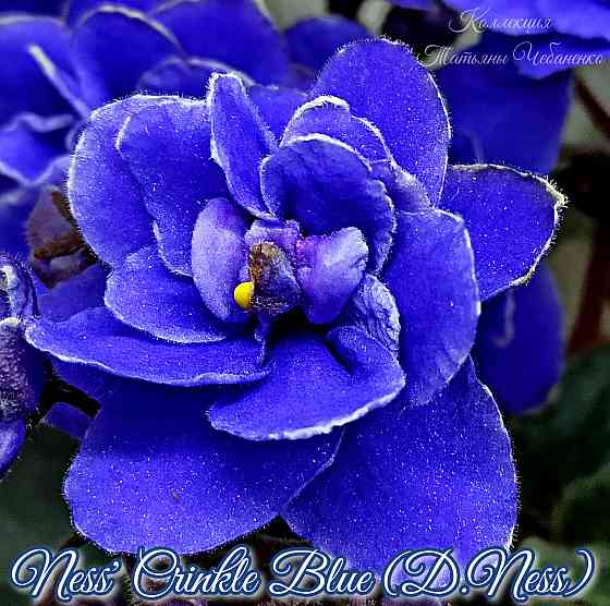 Фиалка полумини Ness' Crinkle Blue (D.Ness) Донецк