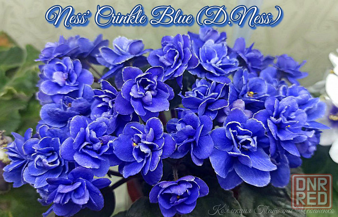 Фиалка полумини Ness' Crinkle Blue (D.Ness) Донецк - изображение 1