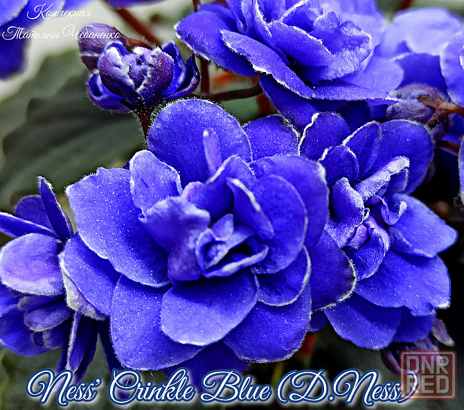 Фиалка полумини Ness' Crinkle Blue (D.Ness) Донецк - изображение 3