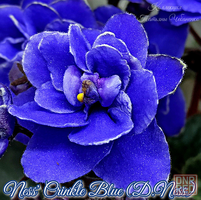 Фиалка полумини Ness' Crinkle Blue (D.Ness) Донецк - изображение 2