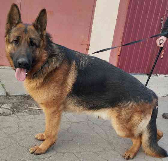 Мальчик красавчик немецкой овчарки Донецк