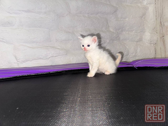 Продам котят Донецк - изображение 4