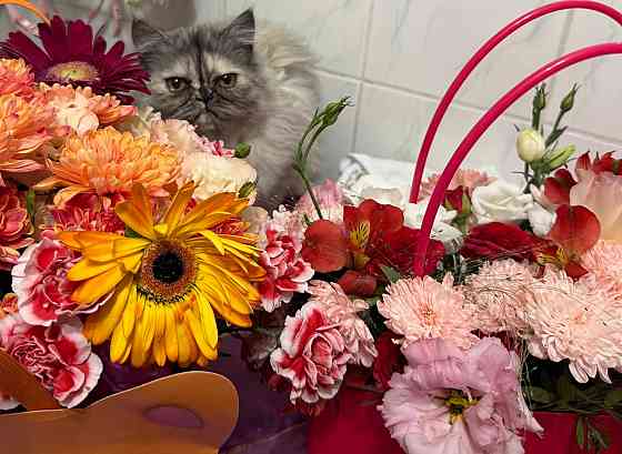 Персидские кошечки Донецк