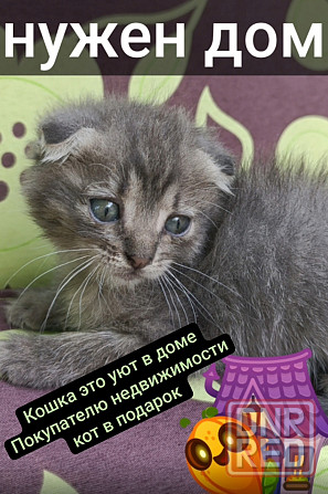 Кошка шотландской вислоухой Макеевка - изображение 1