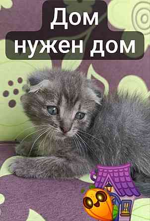 красивая кошечка вислоухая и прямоухая Макеевка Макеевка