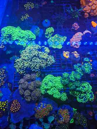 Коралы для морского аквариума Донецк