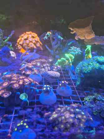 Коралы для морского аквариума Донецк