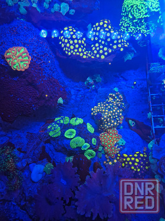 Коралы для морского аквариума Донецк - изображение 3