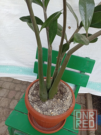 Продам Замиокулькас (Долларное дерево) Донецк - изображение 4