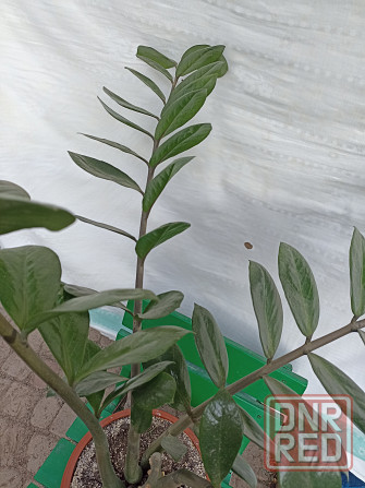 Продам Замиокулькас (Долларное дерево) Донецк - изображение 3