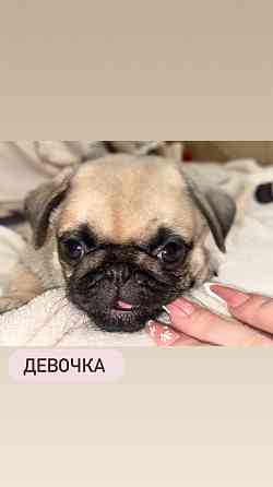 Щенки мопса Донецк