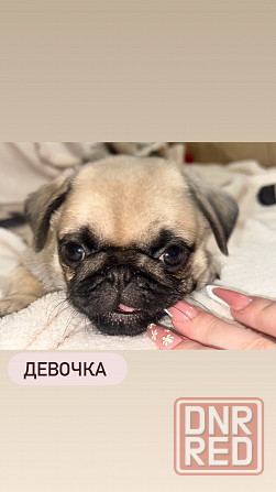 Щенки мопса Донецк - изображение 2