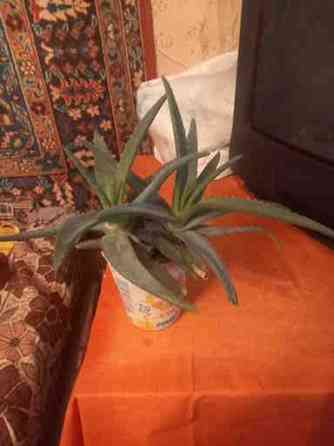 Цветок "алоэ ", 2 отростка по15-20см Донецк