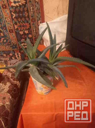 Цветок "алоэ ", 2 отростка по15-20см Донецк - изображение 1