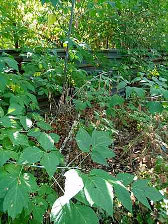 9 соток в центре Донецка с домом в собственности. Донецк