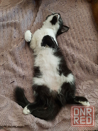Отдам котят в добрые руки Донецк - изображение 1
