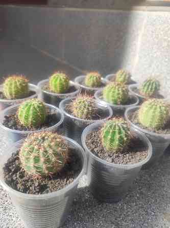 Кактусы по 75 руб. и 100 руб. Донецк