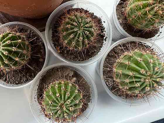 Кактусы по 75 руб. и 100 руб. Донецк