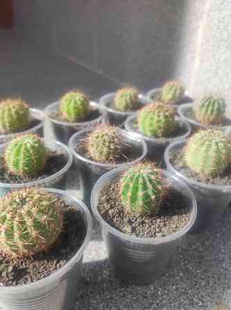 Кактусы по 75 руб. и 100 руб. Донецк