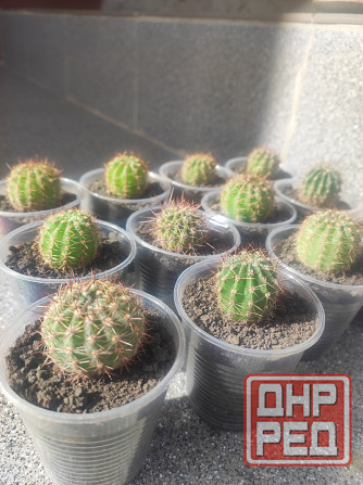 Кактусы по 75 руб. и 100 руб. Донецк - изображение 2