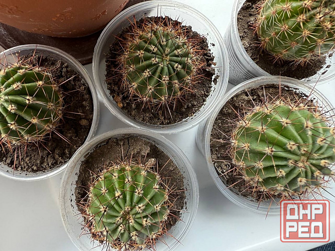 Кактусы по 75 руб. и 100 руб. Донецк - изображение 4