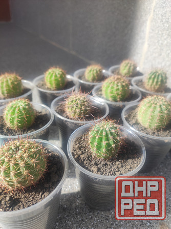 Кактусы по 75 руб. и 100 руб. Донецк - изображение 3