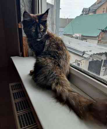 Котята мейн-кун Донецк