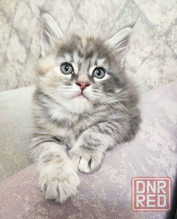 Котята мейн-кун Донецк - изображение 5