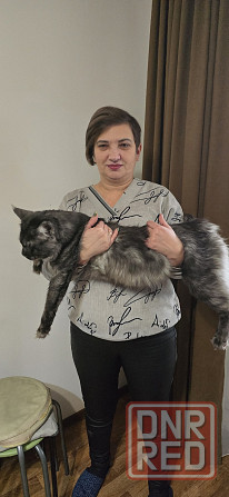 Котята мейн-кун Донецк - изображение 7